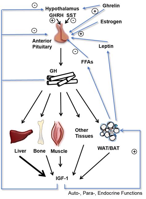 Growth Hormone Releasing Factor, GRF (1.